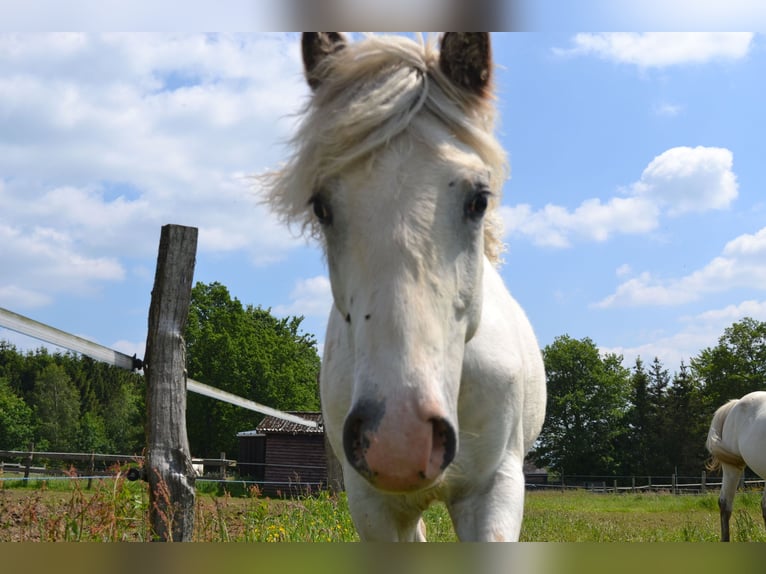 Appaloosa Giumenta 1 Anno Baio in La Roche-en-Ardenne