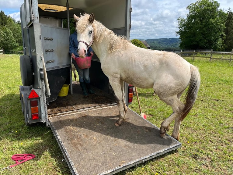 Appaloosa Giumenta 1 Anno Baio in La Roche-en-Ardenne