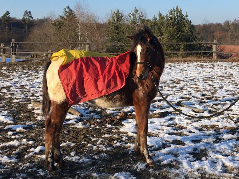 Appaloosa Giumenta 1 Anno Baio in Brno