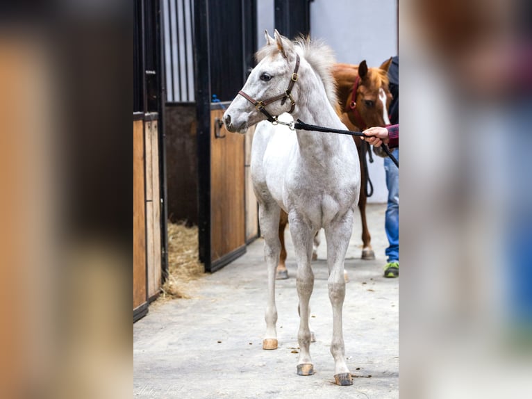 Appaloosa Giumenta 1 Anno in KOMENDA