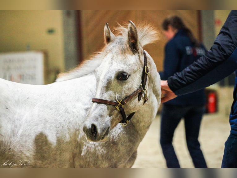 Appaloosa Giumenta 1 Anno in KOMENDA