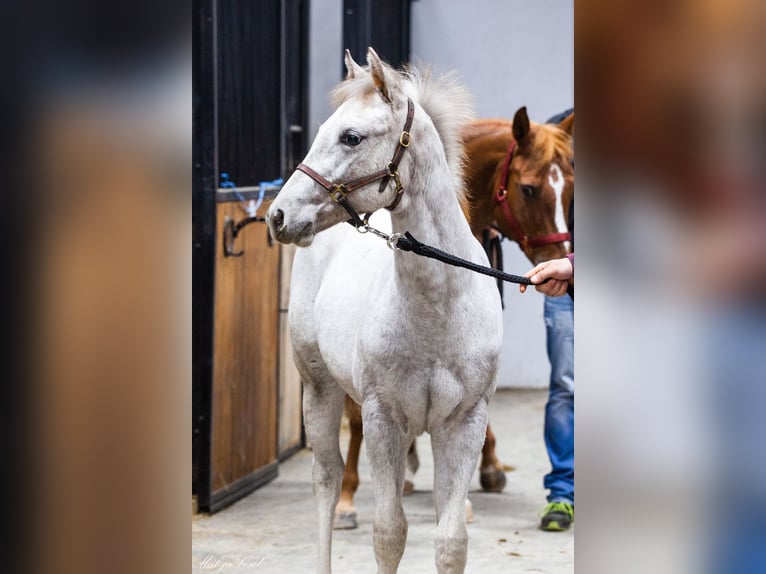 Appaloosa Giumenta 1 Anno in KOMENDA