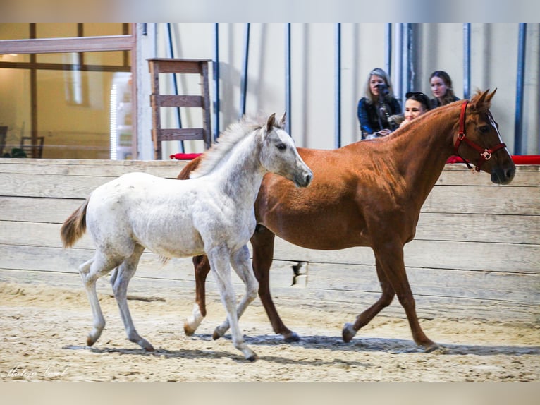 Appaloosa Giumenta 1 Anno in KOMENDA