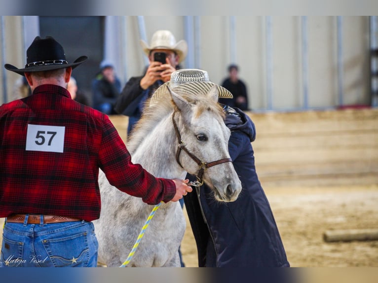 Appaloosa Giumenta 1 Anno in KOMENDA