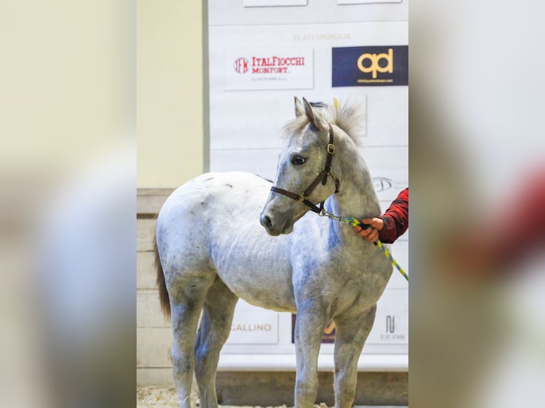 Appaloosa Giumenta 1 Anno in KOMENDA