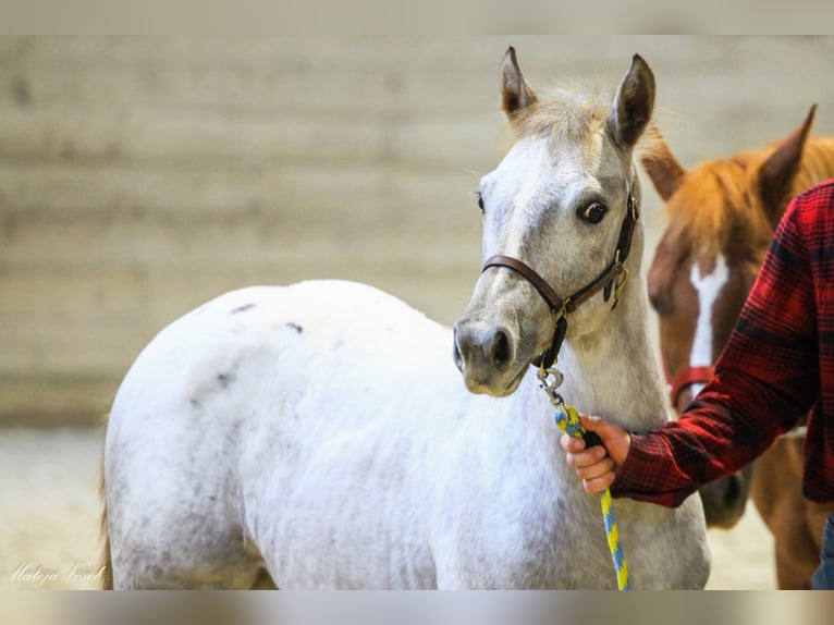 Appaloosa Giumenta 1 Anno in KOMENDA