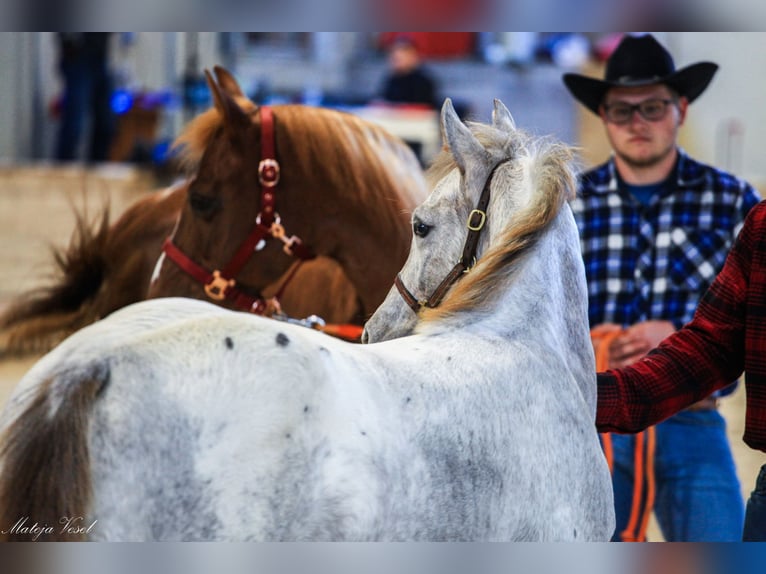 Appaloosa Giumenta 1 Anno in KOMENDA