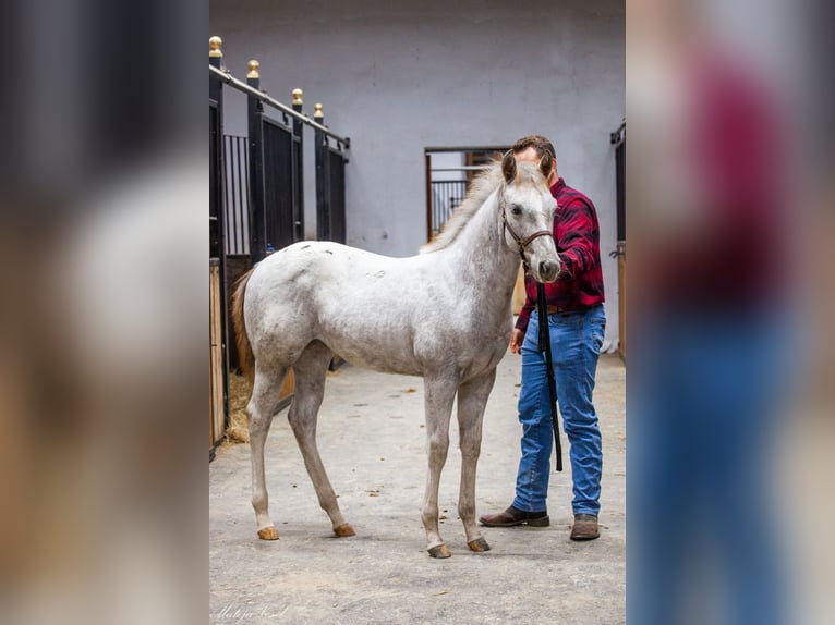 Appaloosa Giumenta 1 Anno in KOMENDA