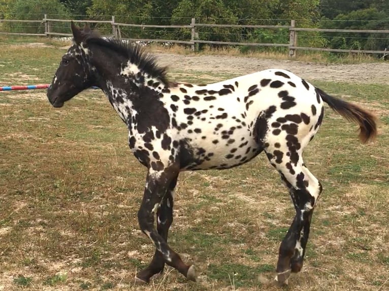 Appaloosa Giumenta 1 Anno in Brno