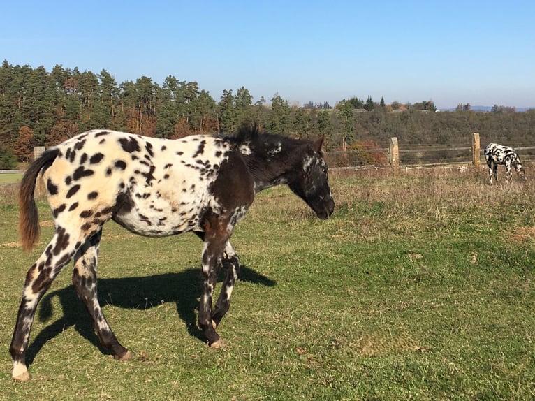 Appaloosa Giumenta 1 Anno in Brno