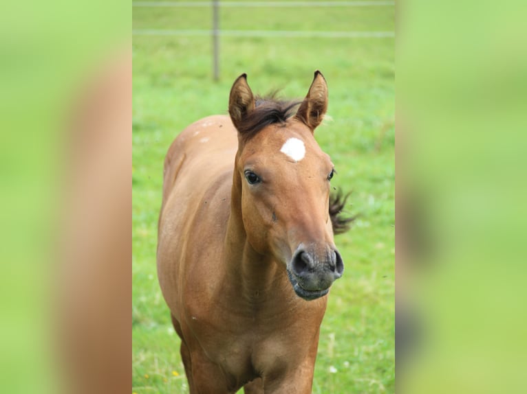 Appaloosa Giumenta 1 Anno Dunalino in Oberbronn