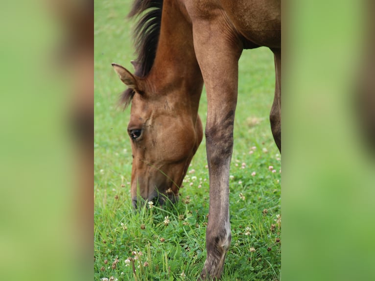 Appaloosa Giumenta 1 Anno Dunalino in Oberbronn