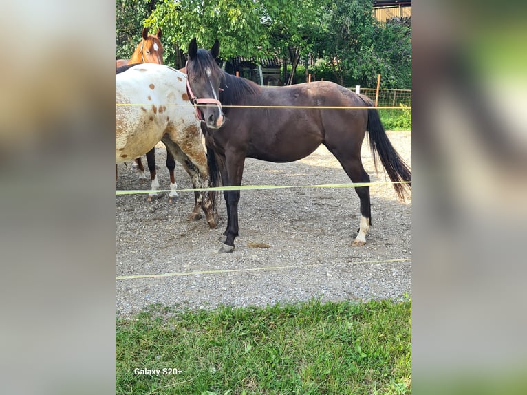 Appaloosa Mix Giumenta 1 Anno Morello in 5166 Perwang am Grabensee