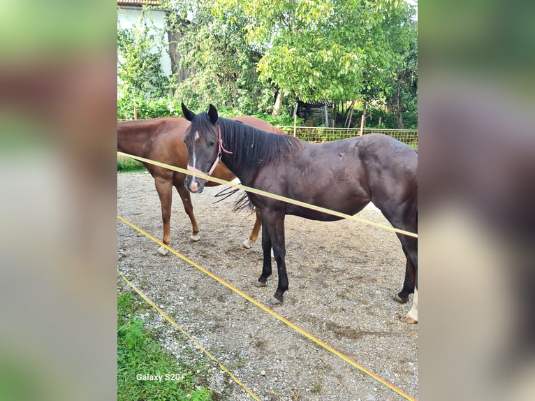 Appaloosa Mix Giumenta 1 Anno Morello in 5166 Perwang am Grabensee