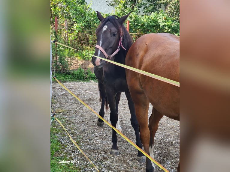 Appaloosa Mix Giumenta 1 Anno Morello in 5166 Perwang am Grabensee