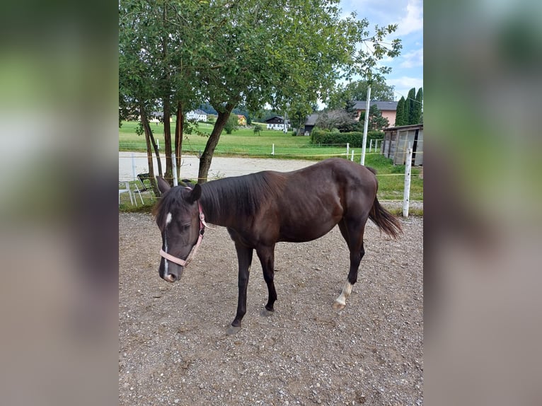 Appaloosa Mix Giumenta 1 Anno Morello in 5166 Perwang am Grabensee