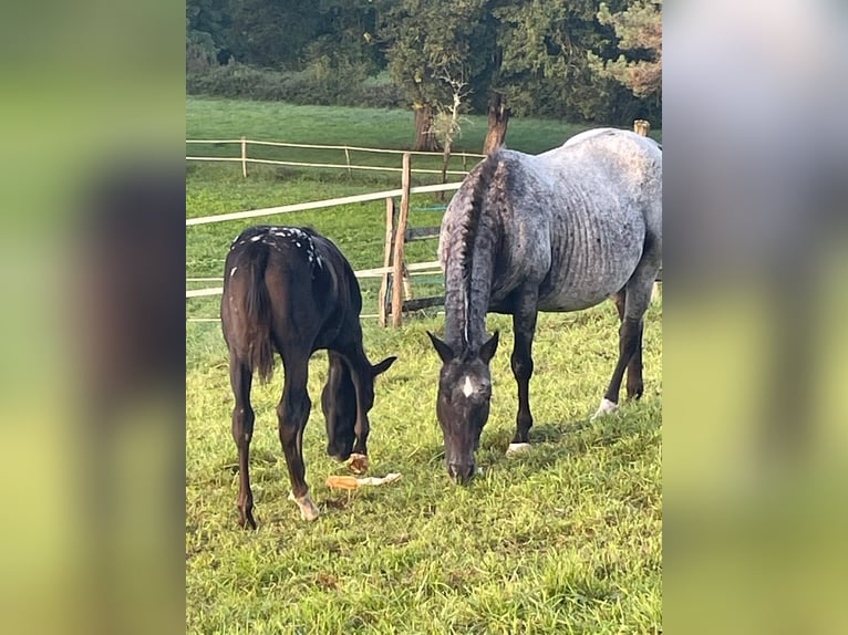 Appaloosa Giumenta 1 Anno Morello in Camarade, Occitania