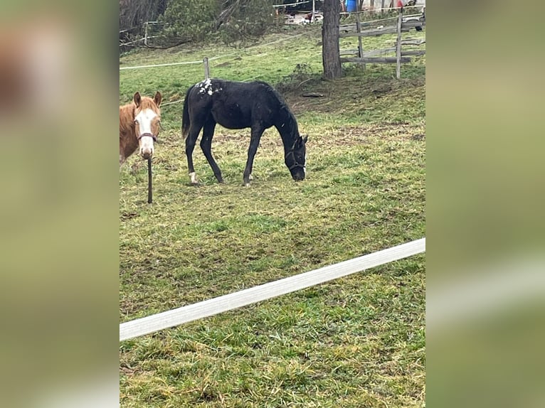 Appaloosa Giumenta 1 Anno Morello in Camarade, Occitania