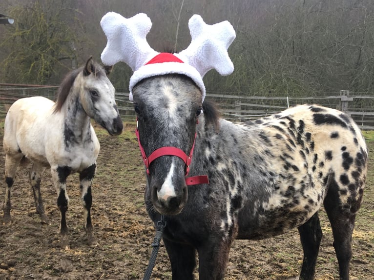 Appaloosa Giumenta 1 Anno in Brno