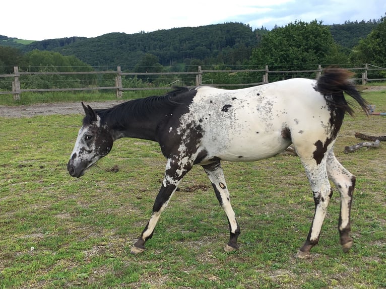 Appaloosa Giumenta 1 Anno in BRNO