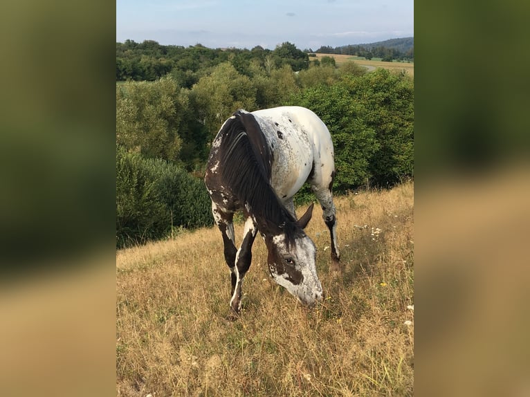 Appaloosa Giumenta 1 Anno in BRNO