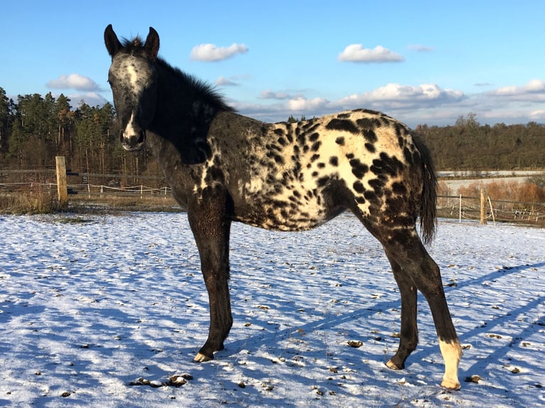 Appaloosa Giumenta 1 Anno in Brno