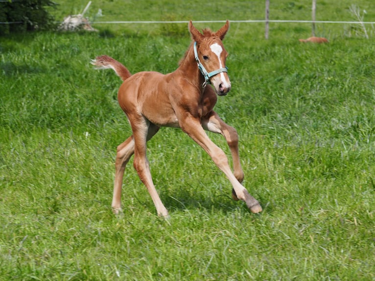 Appaloosa Giumenta 1 Anno Sauro in Oostkapelle