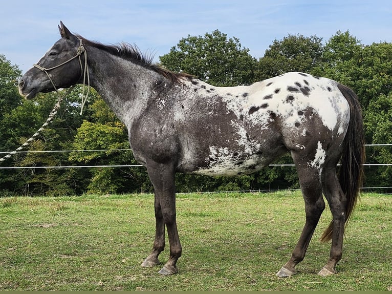 Appaloosa Giumenta 20 Anni 151 cm Grullo in Luxemburg