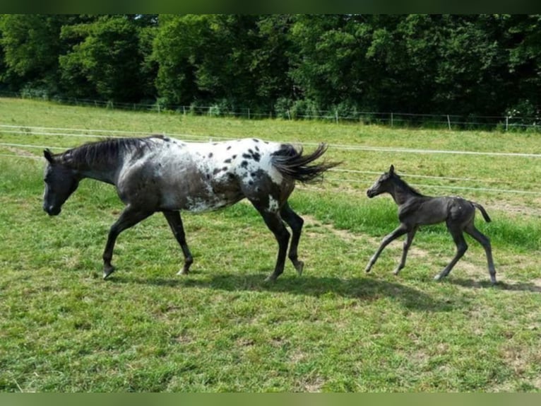 Appaloosa Giumenta 20 Anni 151 cm Grullo in Luxemburg