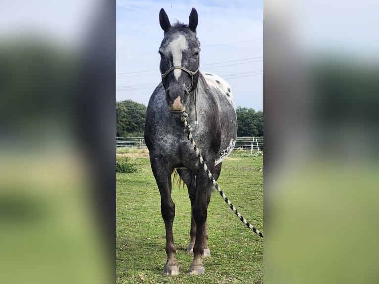 Appaloosa Giumenta 20 Anni 151 cm Grullo in Luxemburg