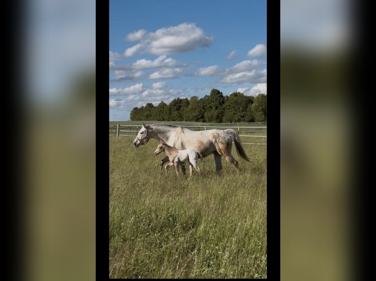 Appaloosa Giumenta 20 Anni 163 cm Pelle di daino in Nördlingen