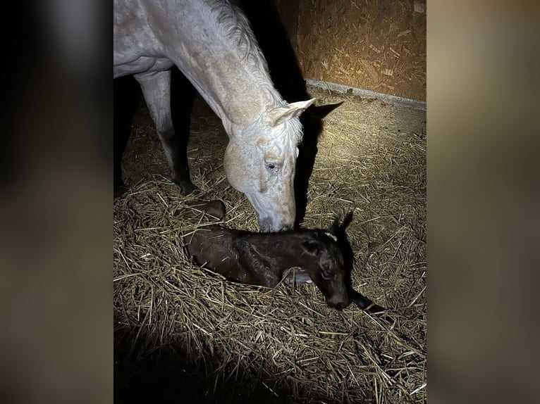 Appaloosa Giumenta 20 Anni 163 cm Pelle di daino in Nördlingen