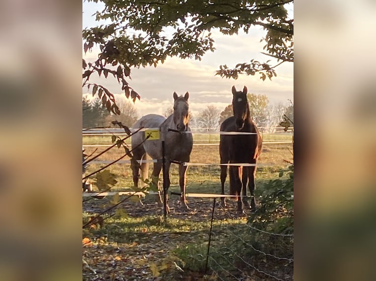 Appaloosa Giumenta 21 Anni 170 cm Grigio rossastro in Schwäbisch Hall