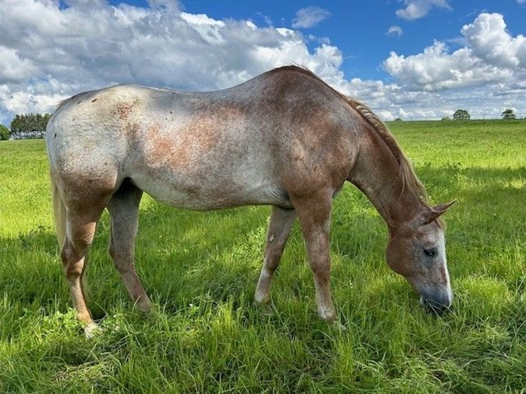 Appaloosa Giumenta 21 Anni 170 cm Grigio rossastro in Schwäbisch Hall