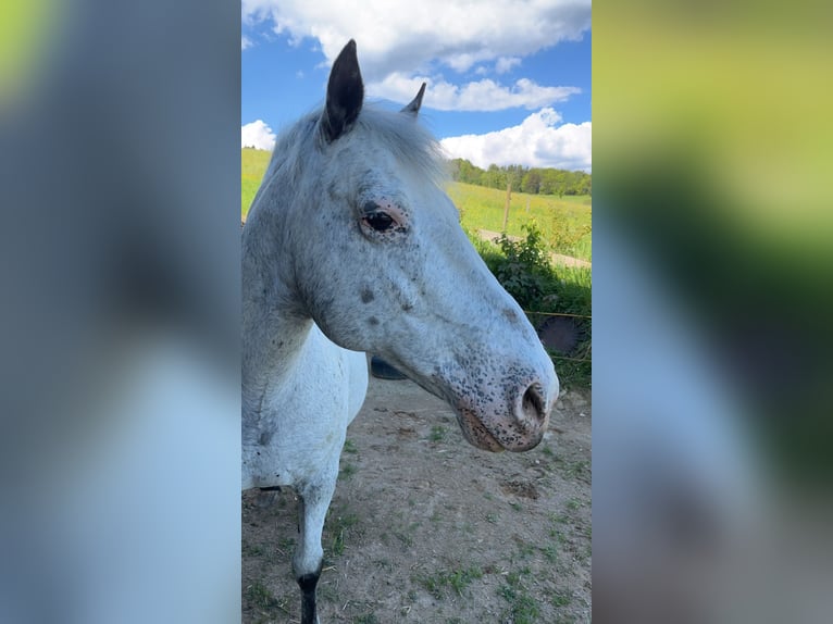 Appaloosa Giumenta 27 Anni 143 cm  in Zell im Wiesental