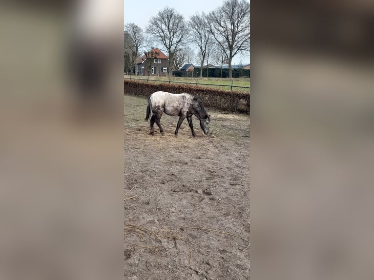 Appaloosa Giumenta 2 Anni 115 cm in Veghel