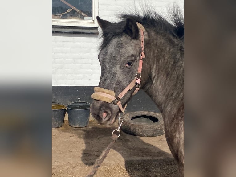 Appaloosa Giumenta 2 Anni 115 cm in Veghel