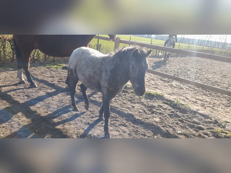 Appaloosa Giumenta 2 Anni 115 cm in Veghel