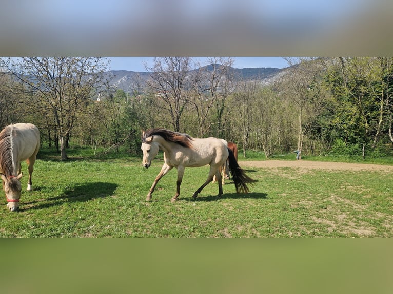 Appaloosa Giumenta 2 Anni 140 cm Pelle di daino in Nova Gorica