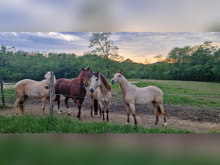 Appaloosa Giumenta 2 Anni 140 cm Pelle di daino in Nova Gorica