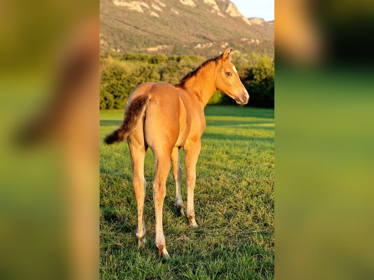 Appaloosa Giumenta 2 Anni 140 cm Pelle di daino in Nova Gorica