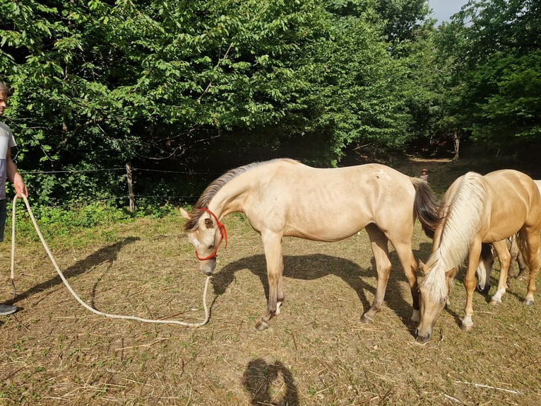 Appaloosa Giumenta 2 Anni 140 cm Pelle di daino in Nova Gorica