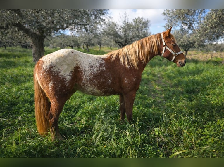 Appaloosa Giumenta 2 Anni 140 cm Sauro in Salaparuta
