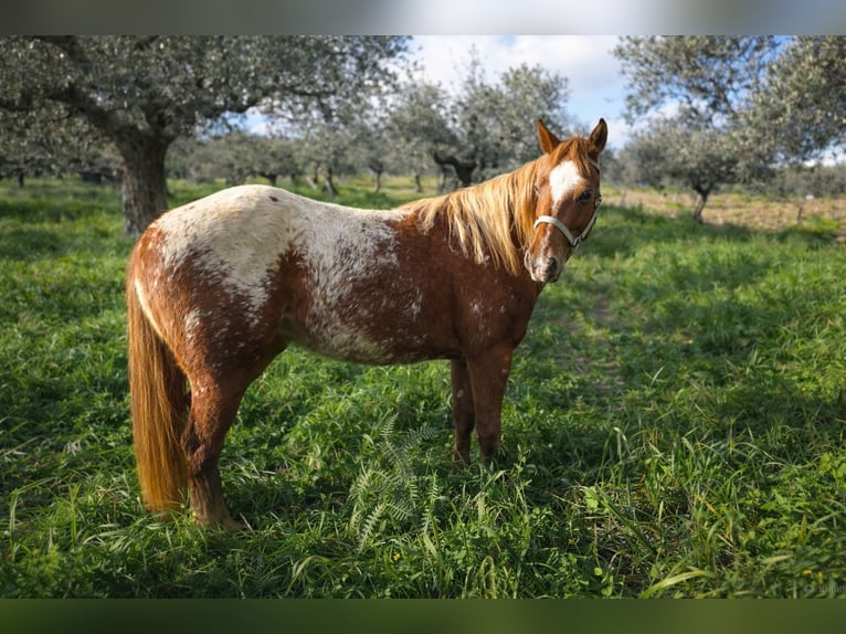 Appaloosa Giumenta 2 Anni 140 cm Sauro in Salaparuta