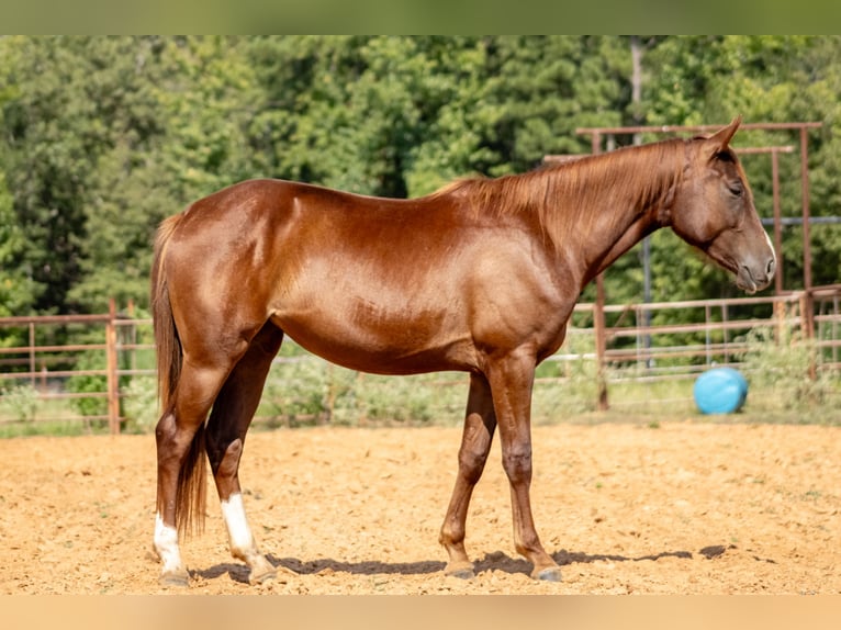 Appaloosa Giumenta 2 Anni 142 cm Sauro ciliegia in Doddridge