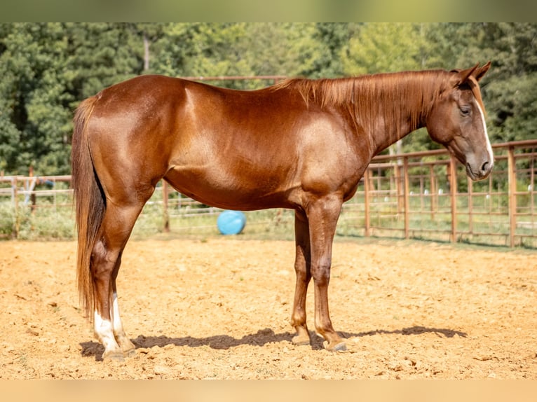 Appaloosa Giumenta 2 Anni 142 cm Sauro ciliegia in Doddridge