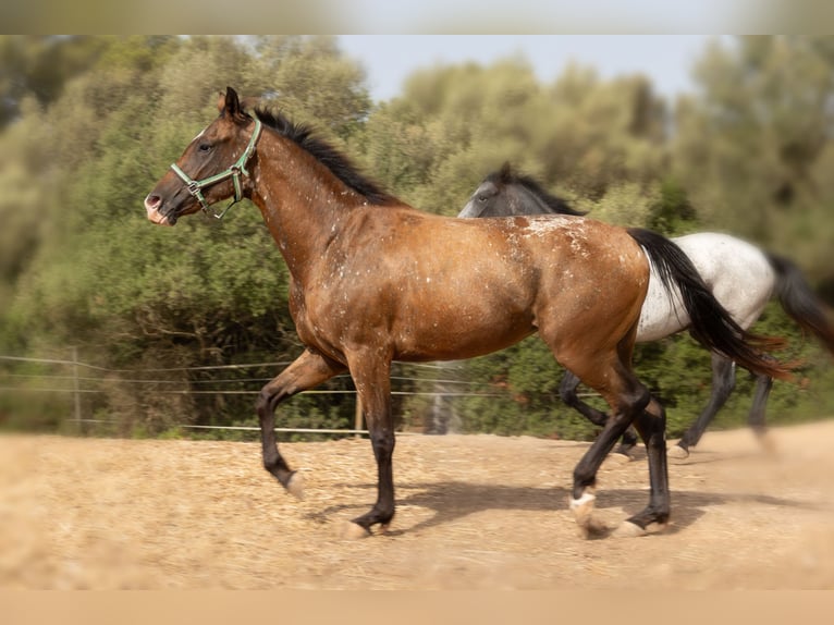 Appaloosa Giumenta 2 Anni 146 cm Baio in Algaida