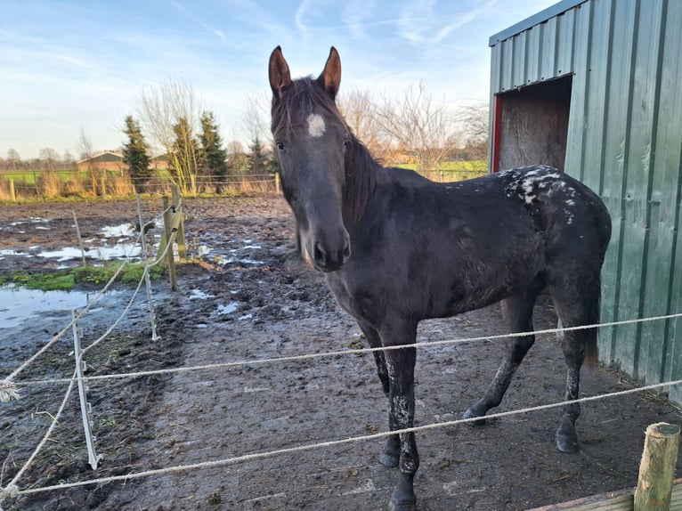 Appaloosa Giumenta 2 Anni 150 cm Baio in 's-Hertogenbosch