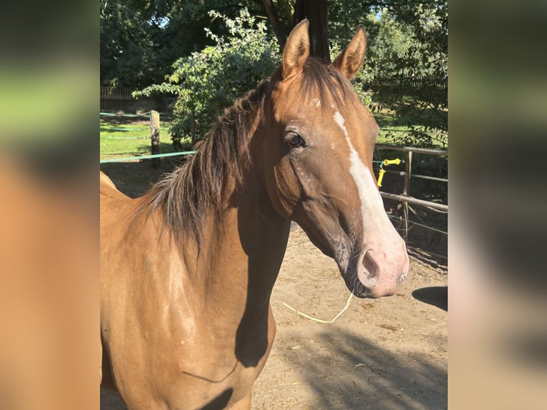 Appaloosa Giumenta 2 Anni 150 cm Falbo in Bruchhausen-Vilsen