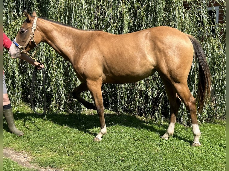 Appaloosa Giumenta 2 Anni 150 cm Falbo in Bruchhausen-Vilsen